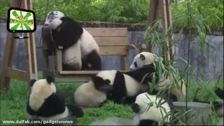 پاندا بازیگوش