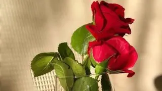 هیچوقت با یه الاغ بحث نکن