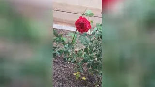 گل محمدی