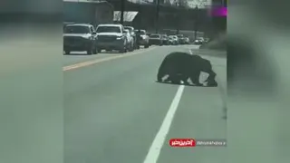 تلاش جالب خرس مادر