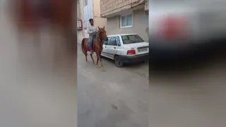 اسب زیبا