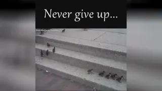 هرگز تسلیم نشو