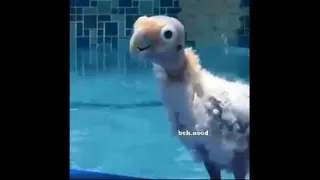 حتما ببینیددد، من یه عقابم 😂😂