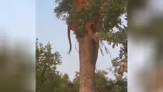 شکار پلنگ و بردن بالای درخت