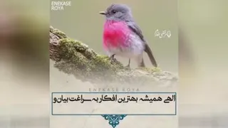کلیپ