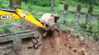 لحظه نجات یک فیل در حال سقوط به گودال 😱