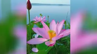 عشق وصفا