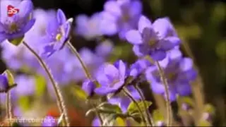 زندگی زیباست ای زیبا پسند
