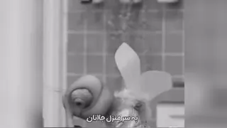 پشه. یگگگگگگگگ
