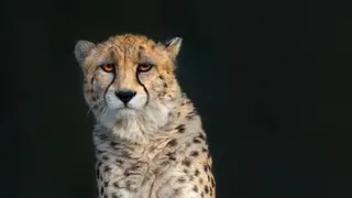 تتشخیص کلاهبرداری مجازی