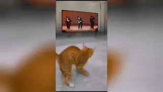 گربه