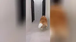 دوربین