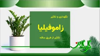 نگهداری و تکثیر زاموفیلیا - تکثیر از طریق ساقه