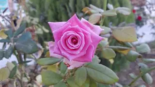 کروناباصدای کودکانه