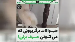 چند جالب👍❤️🦄