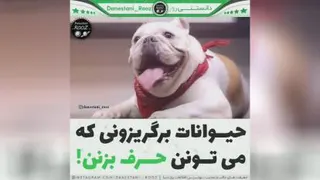 چقدر جالبه این حیوونا