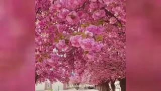 دانلودمتن شعر جواد الماسی