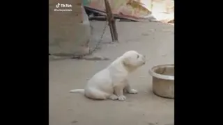 توله سگ بانمک