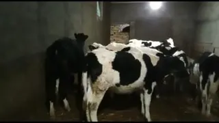 دامداری