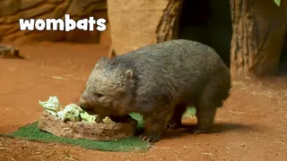 Let's Go to Australia! - Around the World