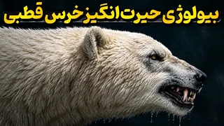 چرا خرس قطبی عجیب‌ترین شکارچی زمین است؟ | رازهای باورنکردنی خرس قطبی