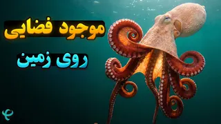اختاپوس؛ موجودی که مغزش تو بازوهاشه!