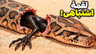 آمریکا با هجوم این مارها درگیره؛ اما حالا یک موجود کوچک غافلگیرشان کرده!