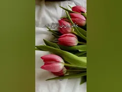 زلفت اگر سر کشد عشوه هندو مخر