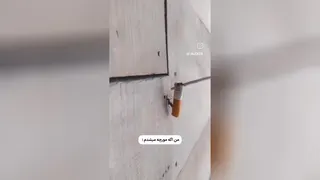 اگه مورچه بودم