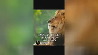 انگیزشی دنبال یک دلیل برای پرواز بگرد