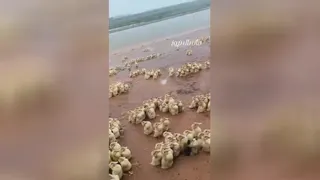 صبحی پربرکت