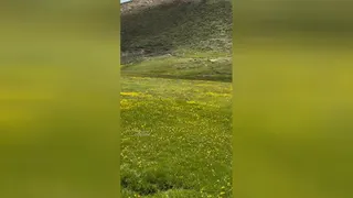 بح بح چقدر سر سبزه🌹🌹🥰🥰💐💐💐💐💐