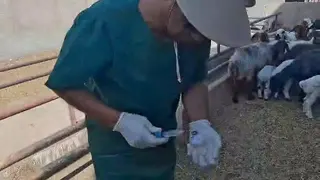 سیدرگذاری گوسفند