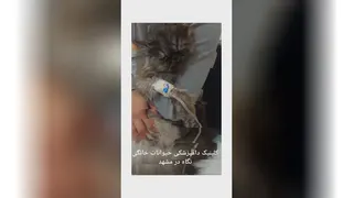 کلینیک دامپزشکی حیوانات خانگی مشهد