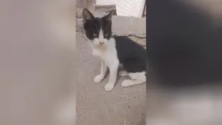 گربه بامزه