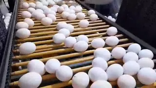 بسته بندی و صادرات تخم مرغ