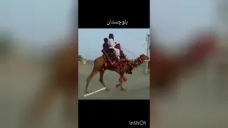 بلوچستان . شترسواری و آرایش زین وپالان شتر