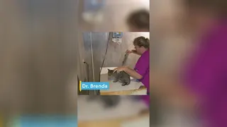 Crazy Animal X-Rays 🦴🤪 | Awesome Animal Vets | @natgeokids