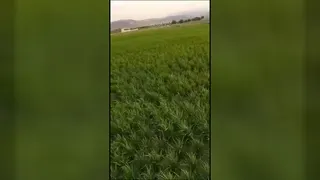 کود ارگانیک
