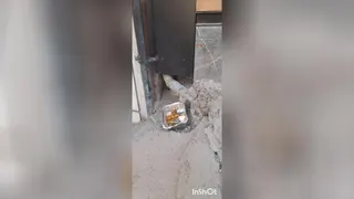 گربه