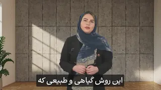 زردی دندان..