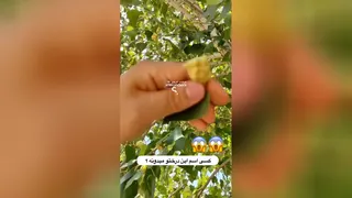 درختی که میوه اش پشه است