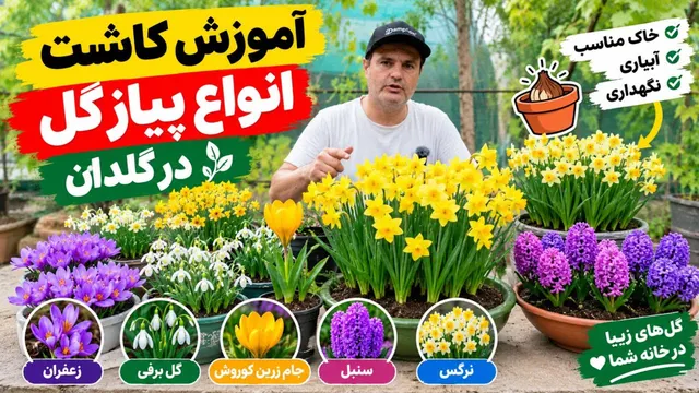 آموزش کاشت انواع پیاز گل در گلدان 🌱 | کاشت پیاز نرگس، سنبل، زعفران، گل برفی و جام زرین و غیره