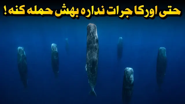 نهنگ عنبر؛ غولی که اعماق اقیانوس را تسخیر کرد