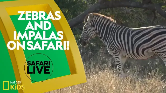 زرافها و امپالاها در سفر وحشتناک! | زنده‌ی سفاری