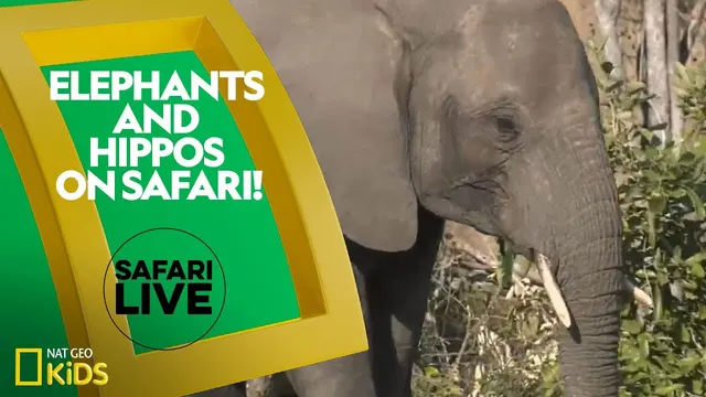سفر Safari با فیل‌ها و اسب‌های آبی!