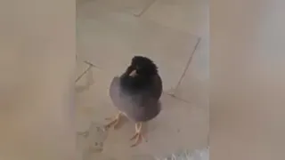 مرغ میناسخن گووبامزه