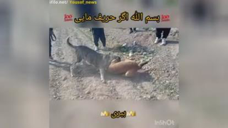 جنگ ببری ببر معین آباد