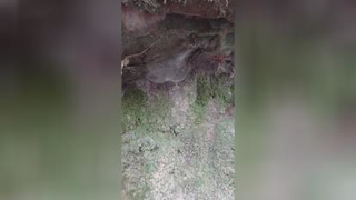 خرچنگ رودخانه کنار تار
