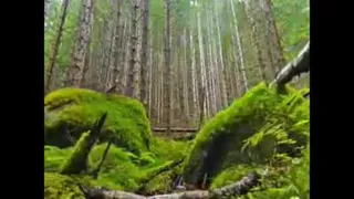 زندگی صحنه یکتای هنرمندی ماست